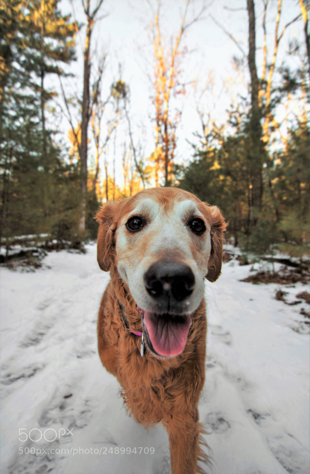 Nikon D7100 sample photo. Trail trot photography