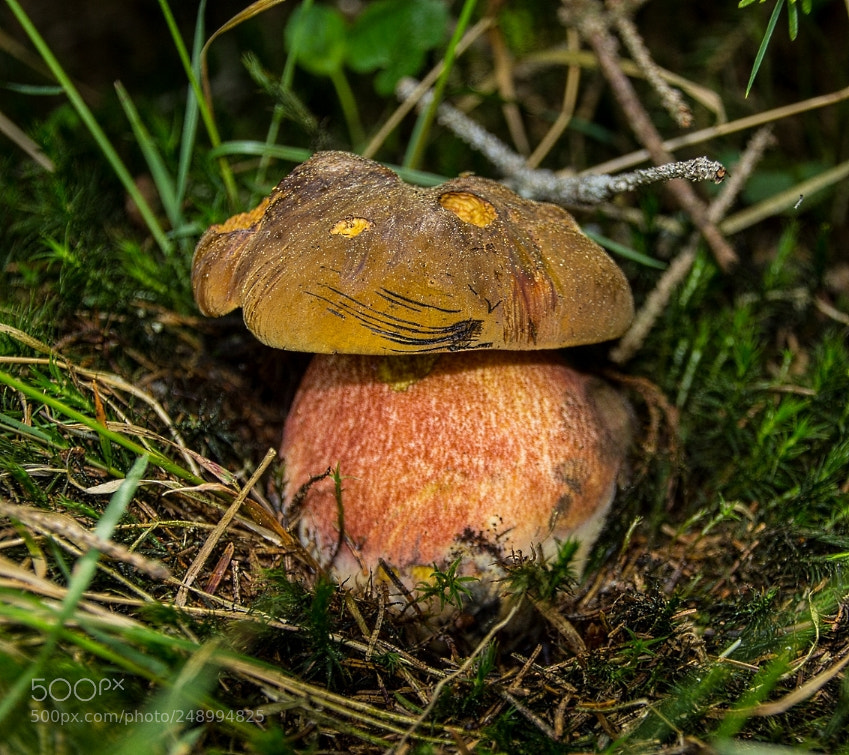 Canon EOS 1200D (EOS Rebel T5 / EOS Kiss X70 / EOS Hi) sample photo. Boletus erythropus photography