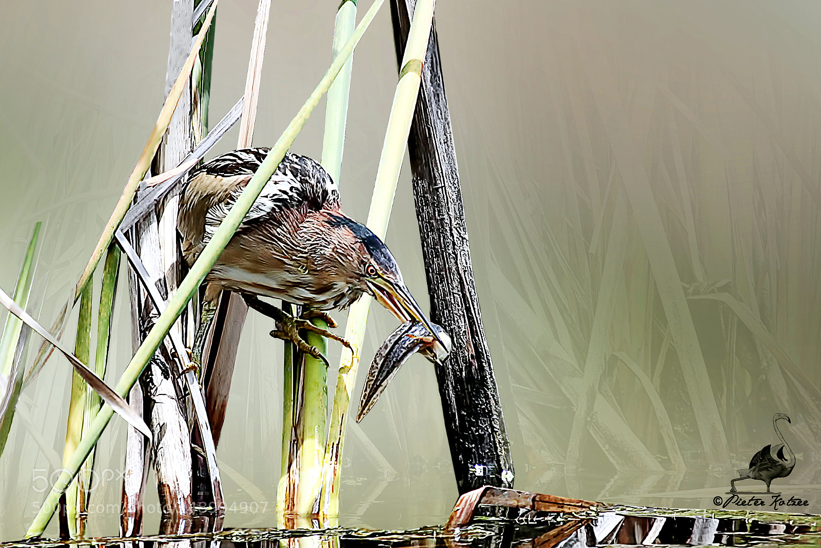 Canon EOS 50D sample photo. Little bittern photography