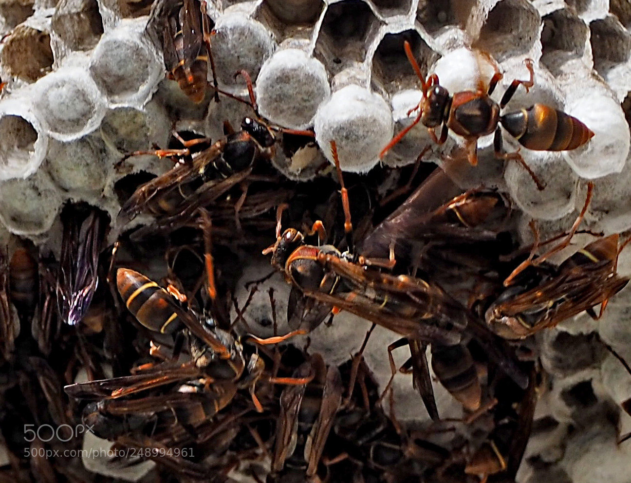 Olympus OM-D E-M5 II sample photo. Australian paper wasp. photography