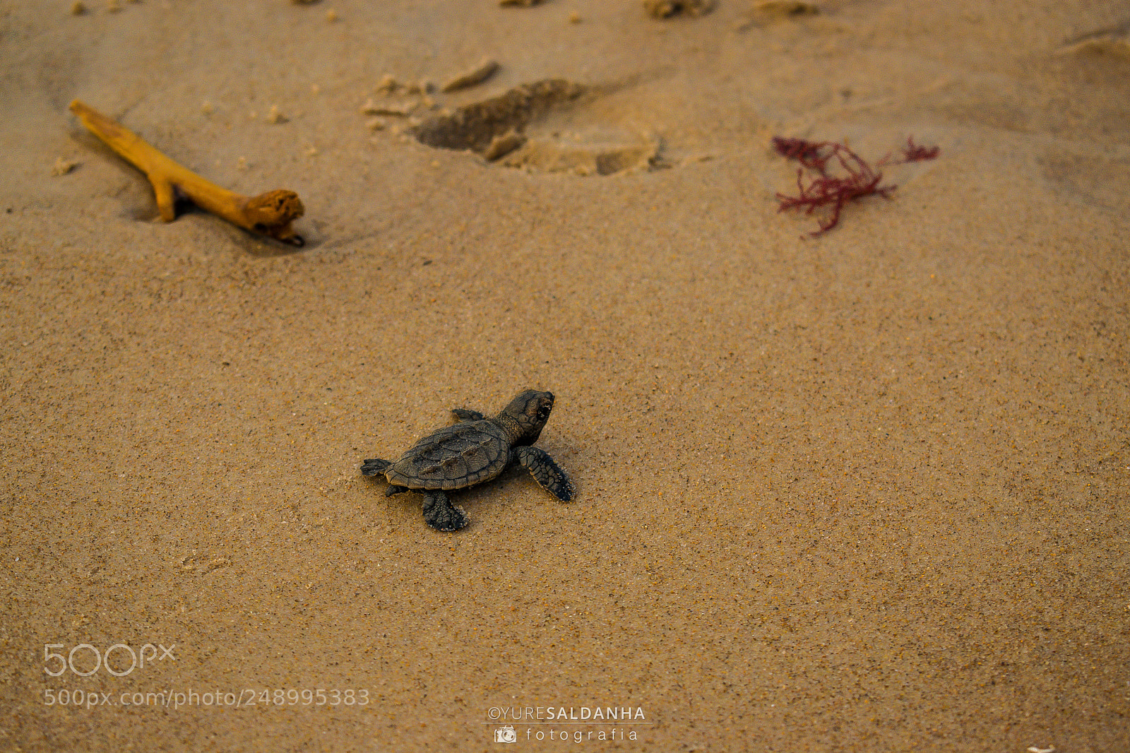 Nikon D5300 sample photo. Tartaruga-de-pente photography