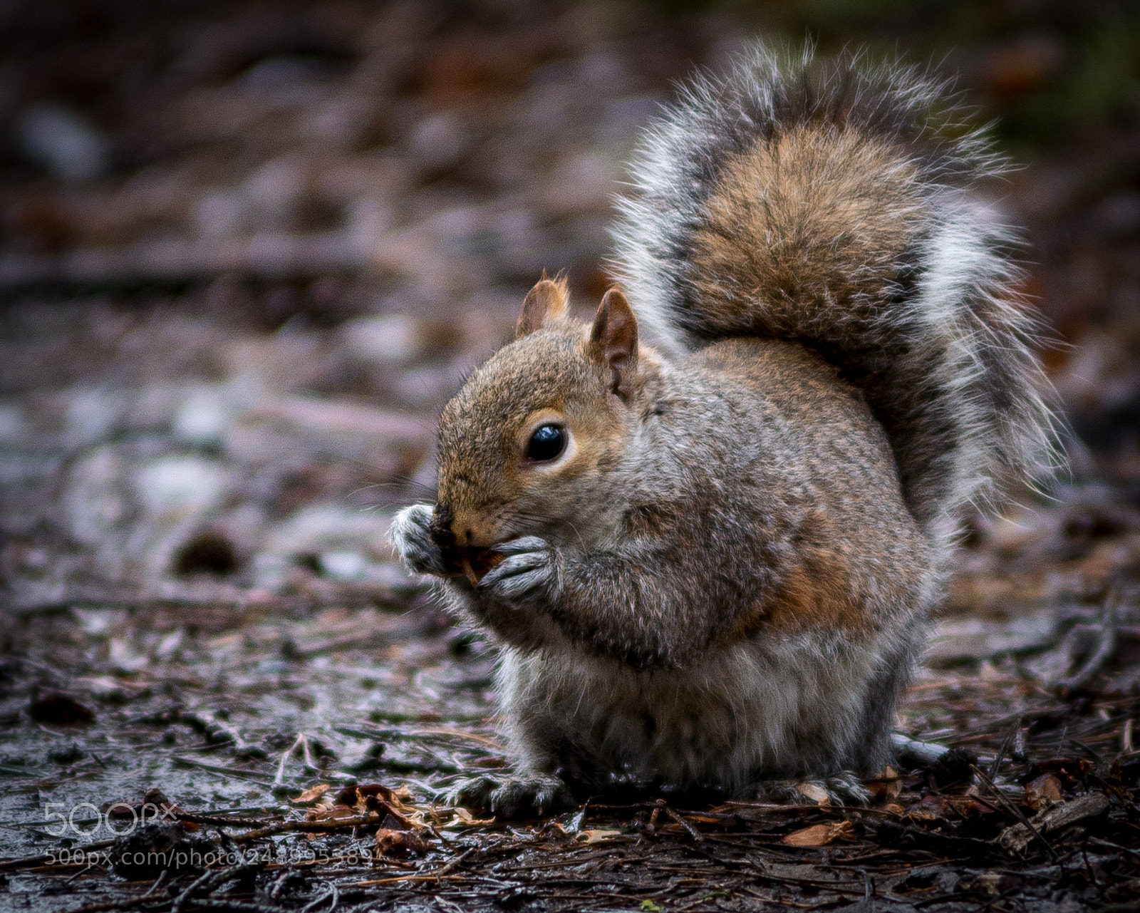 Nikon D800 sample photo. Squirrel photography