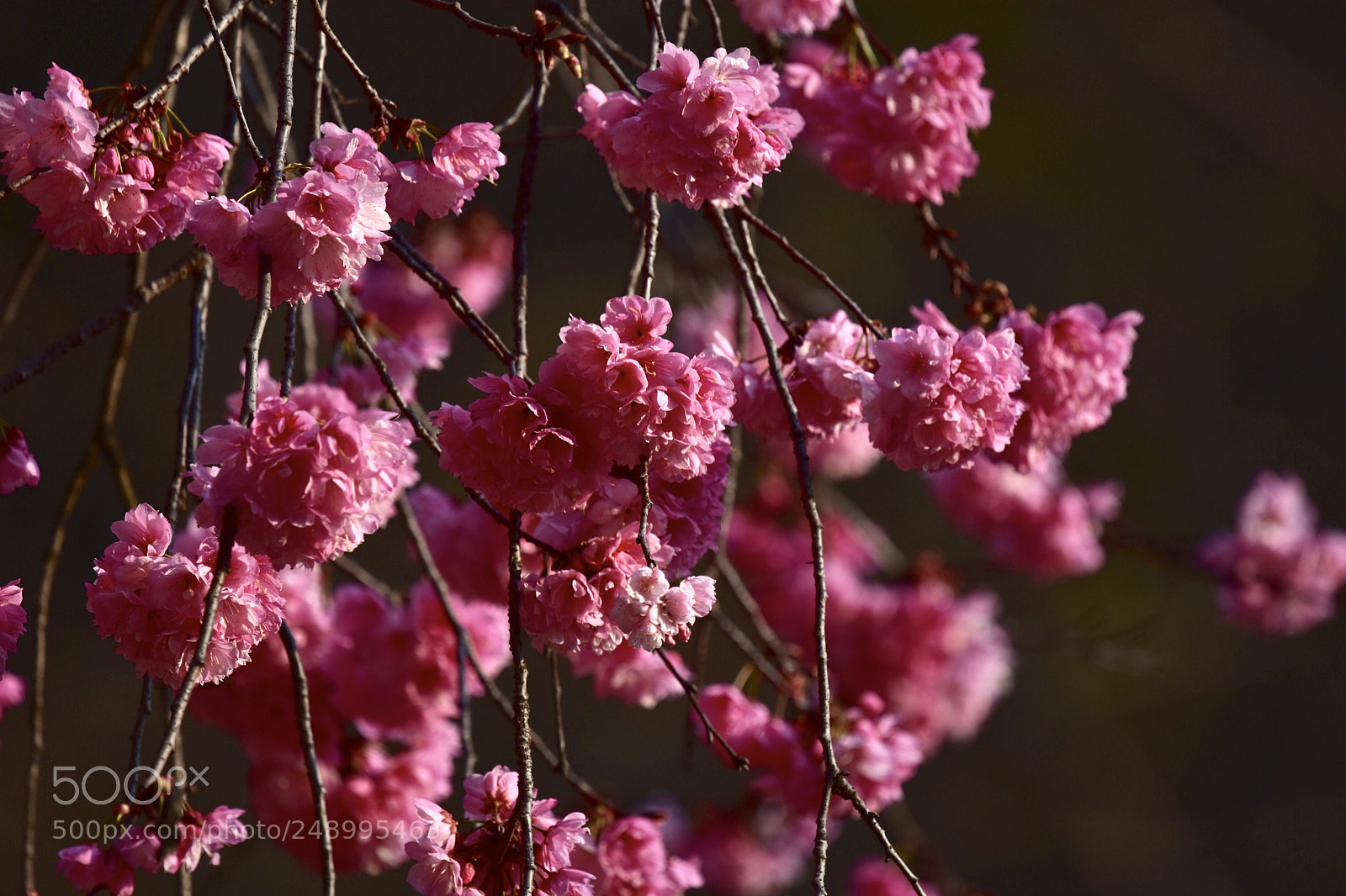 Nikon D7200 sample photo. Flowers photography