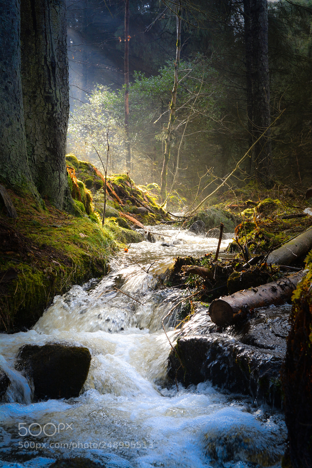 Nikon D7100 sample photo. Woodland photography