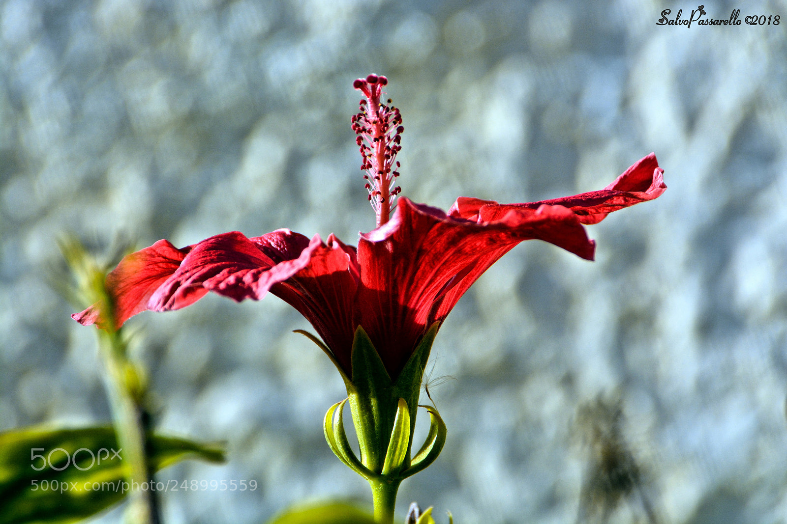 Nikon D5200 sample photo. Portrait of a flower photography
