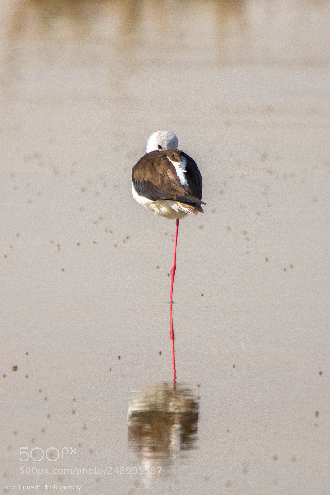 Canon EOS 7D Mark II sample photo. Black-winged stilt photography