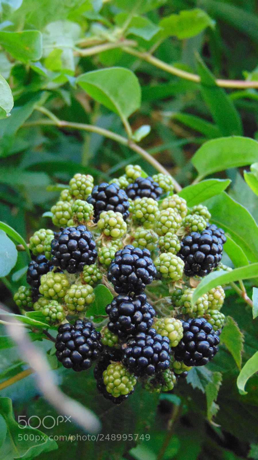 Sony Cyber-shot DSC-H300 sample photo. Not fresh yet photography