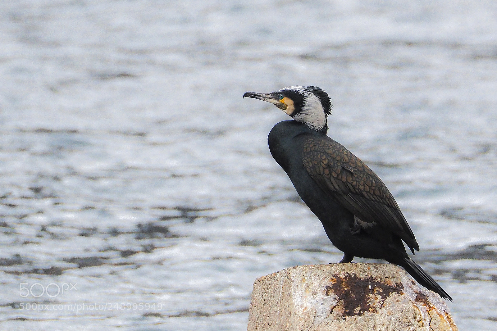Olympus OM-D E-M1 sample photo. Phalacrocorax carbo photography