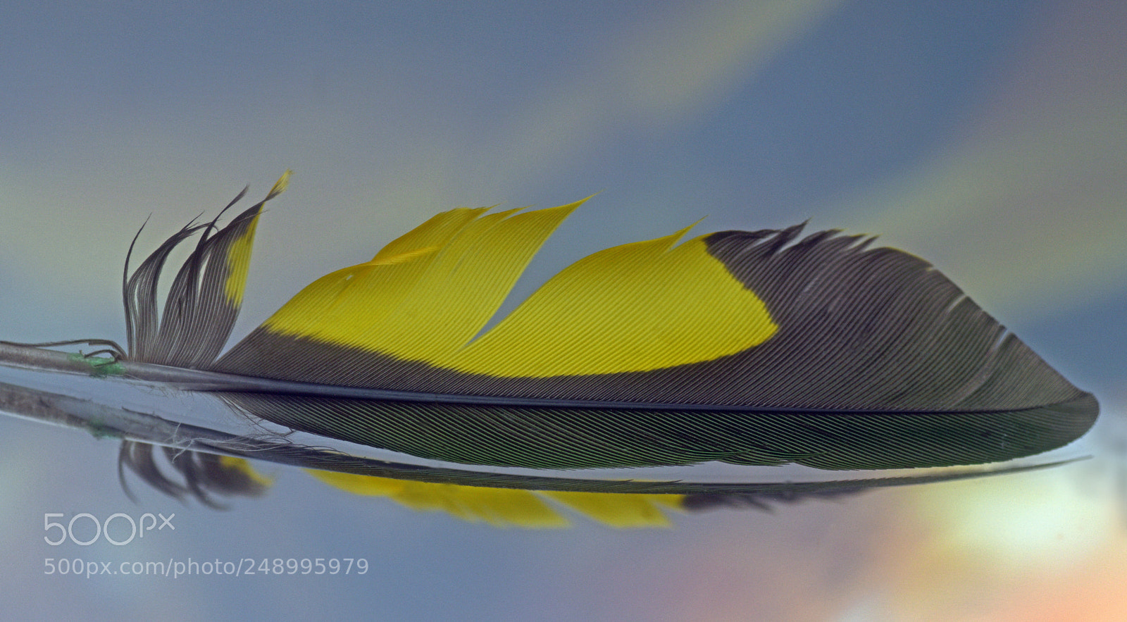 Nikon D5500 sample photo. Feather photography