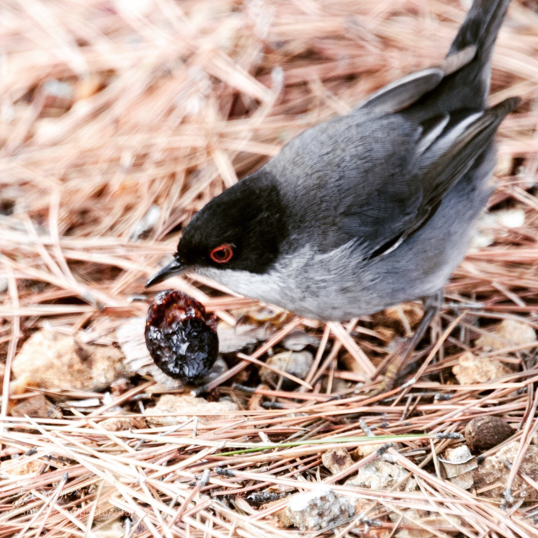 Nikon D7000 sample photo. La curruca cabecinegra sylvia photography
