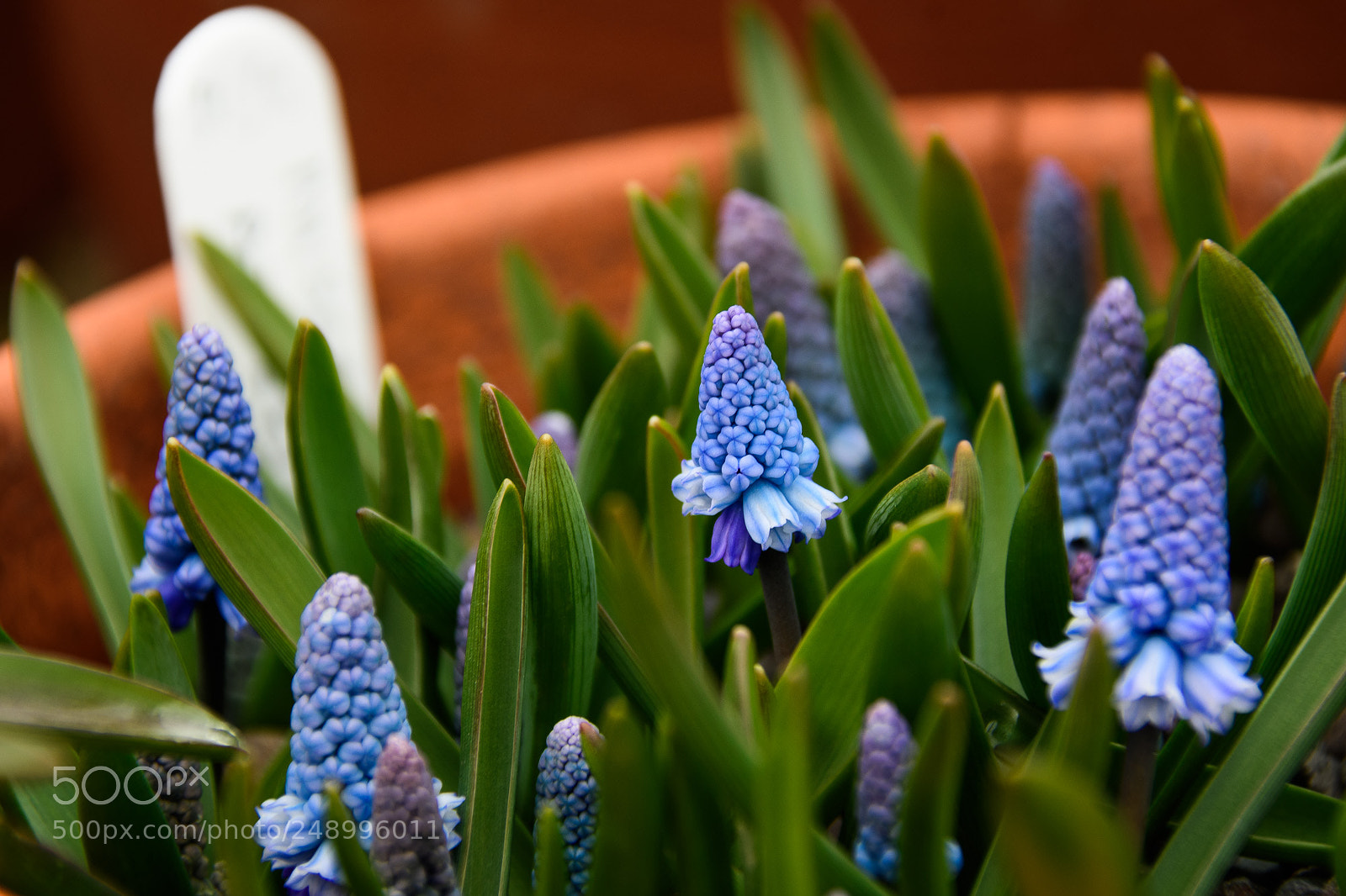 Nikon D500 sample photo. The smurf garden photography