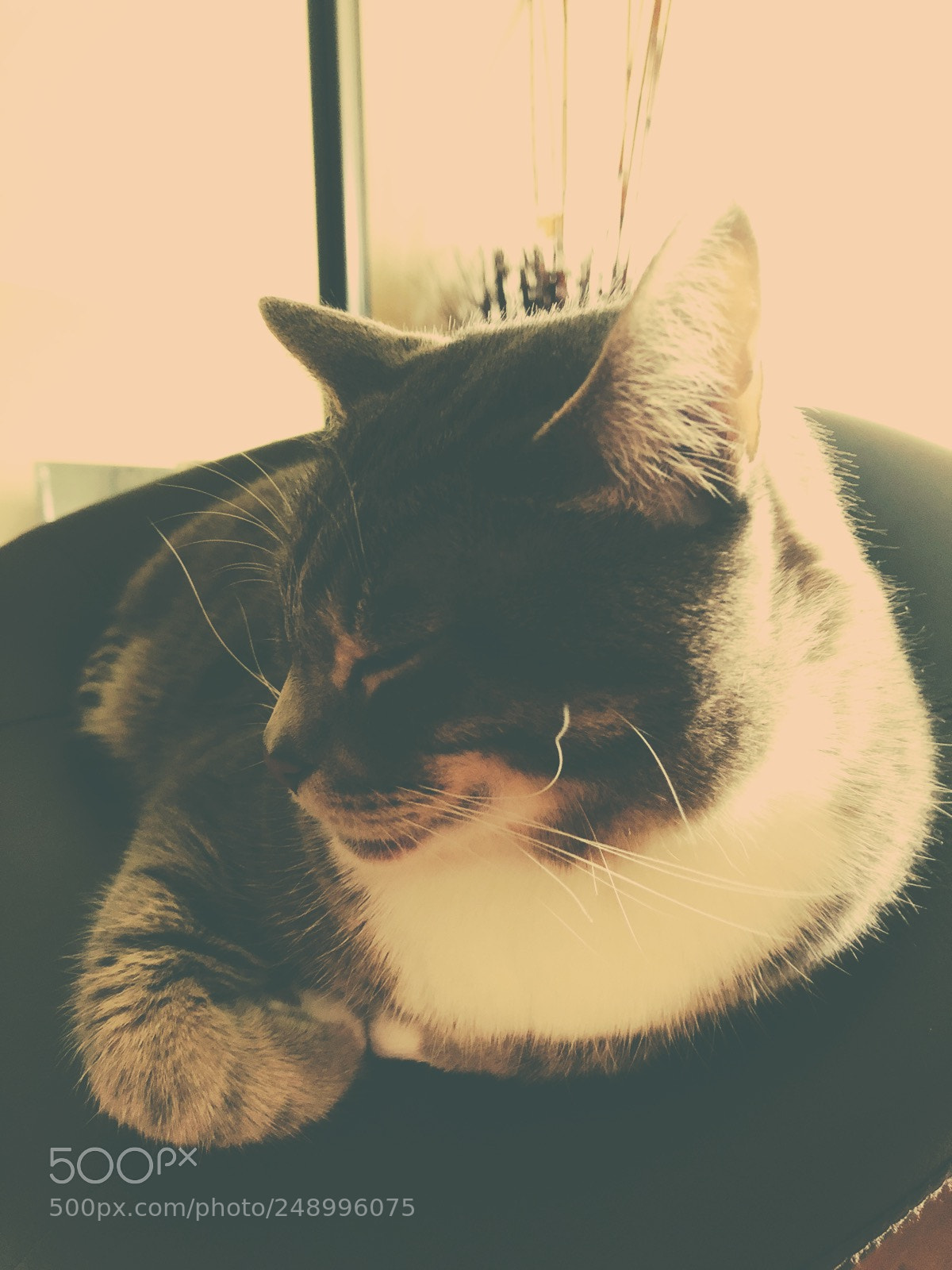 Apple iPhone X sample photo. Purrrrrrrrrrrr photography