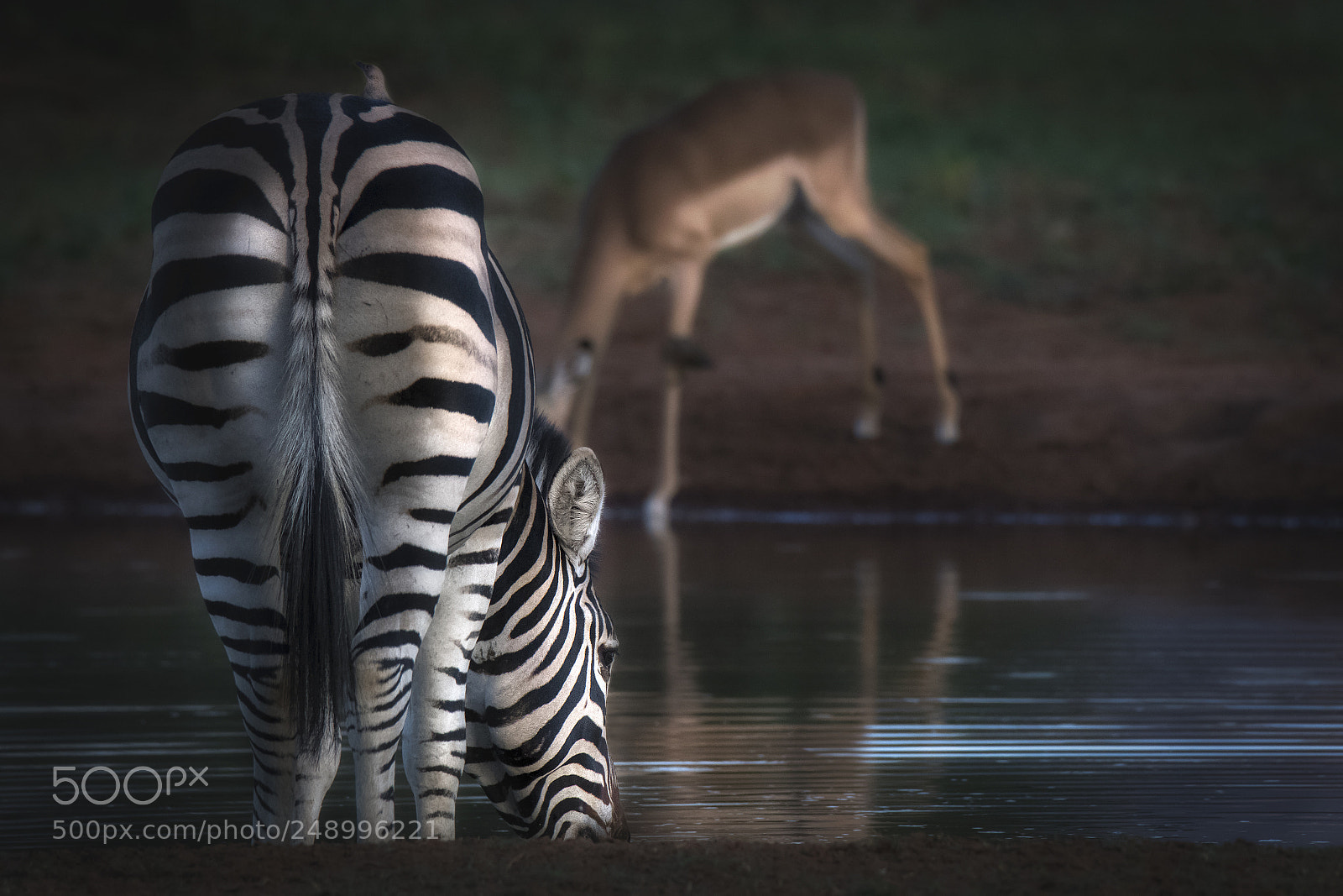 Nikon D500 sample photo. Zebra assetata photography