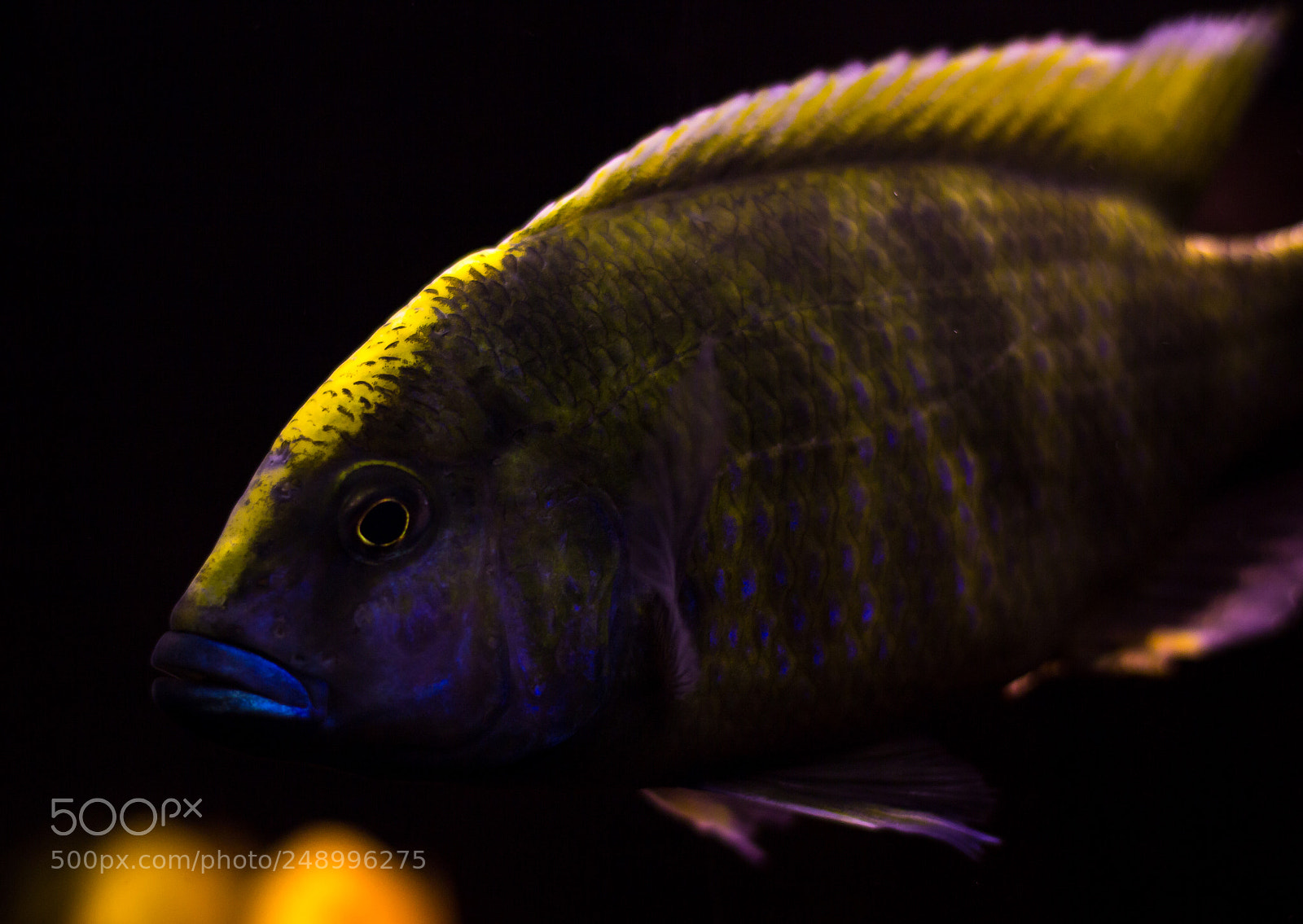 Canon EOS 600D (Rebel EOS T3i / EOS Kiss X5) sample photo. Malawibarsch im aquarium photography
