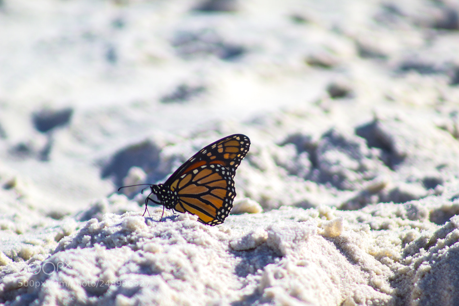 Canon EOS 1200D (EOS Rebel T5 / EOS Kiss X70 / EOS Hi) sample photo. Butterflies and beaches photography