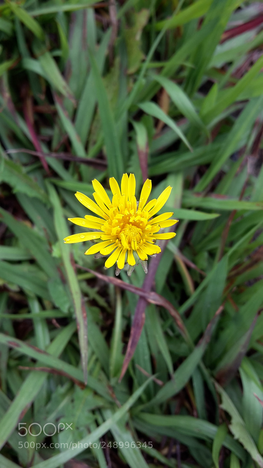 Samsung Galaxy S5 Mini sample photo. Hapiness photography