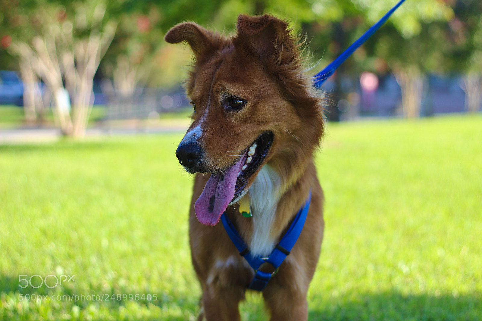 Canon EOS 1200D (EOS Rebel T5 / EOS Kiss X70 / EOS Hi) sample photo. Furry friend photography