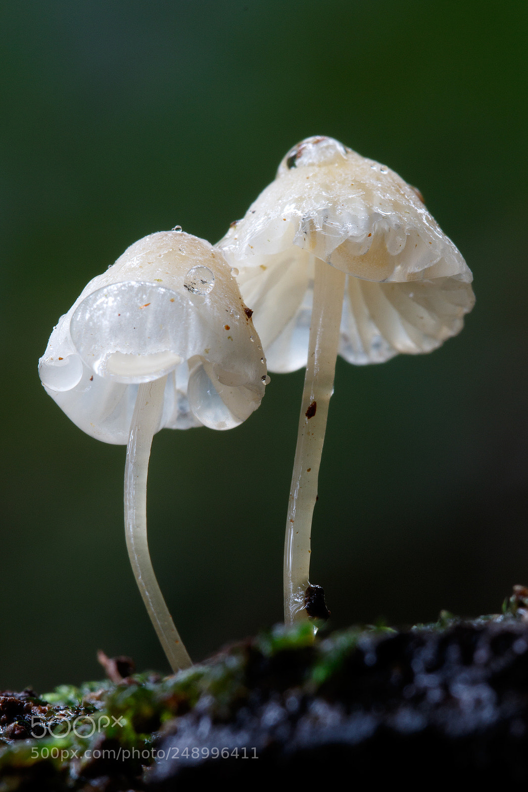 Canon EOS 7D Mark II sample photo. Mushrooms in the rain photography