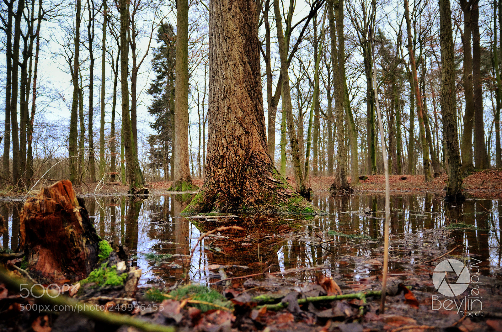 Nikon D5100 sample photo. Rainy forest photography