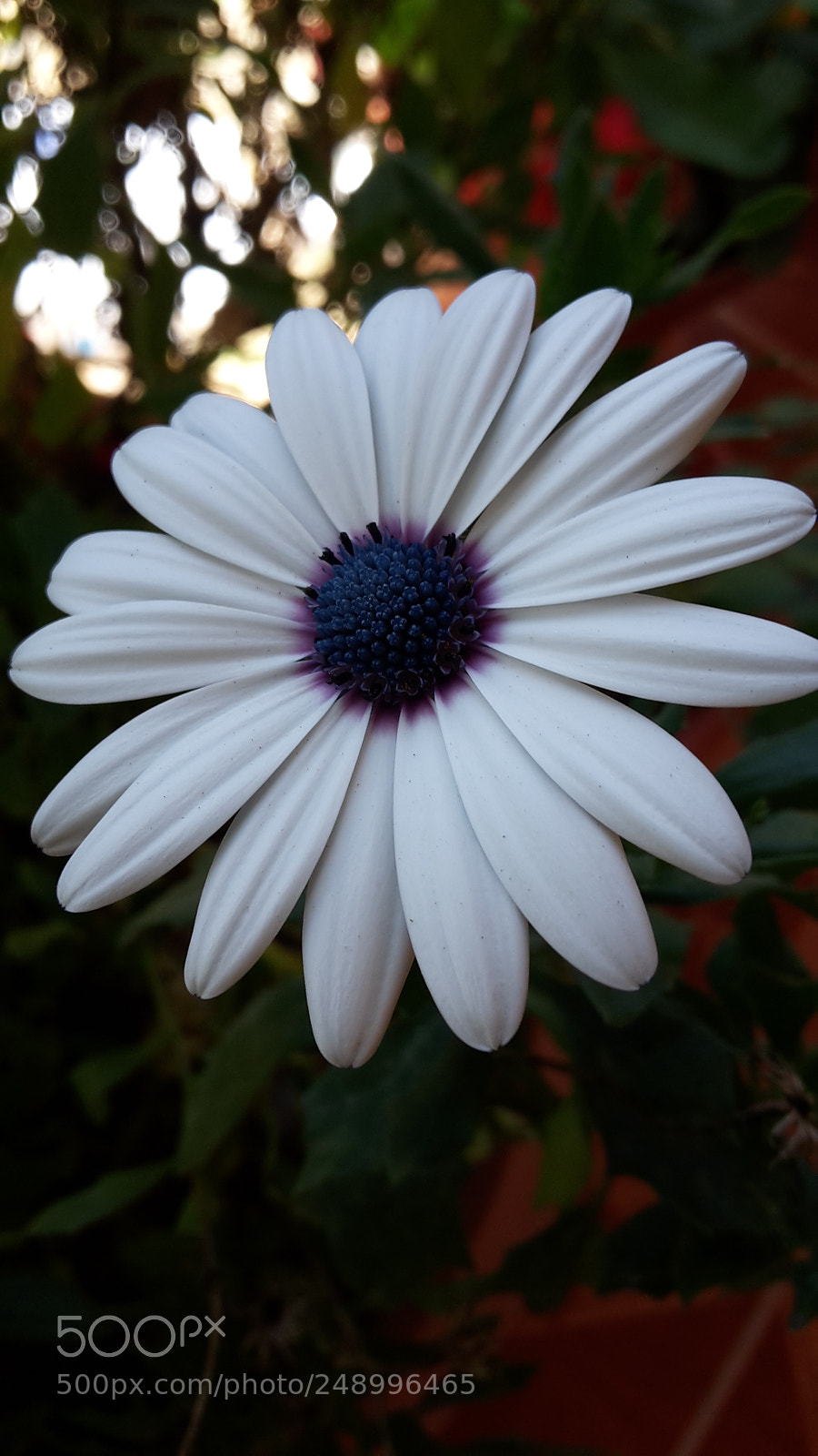 Samsung Galaxy S5 Mini sample photo. Simple white photography