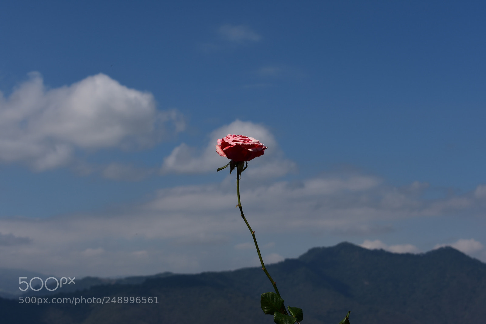 Nikon D3400 sample photo. Loneliness wearing pink photography
