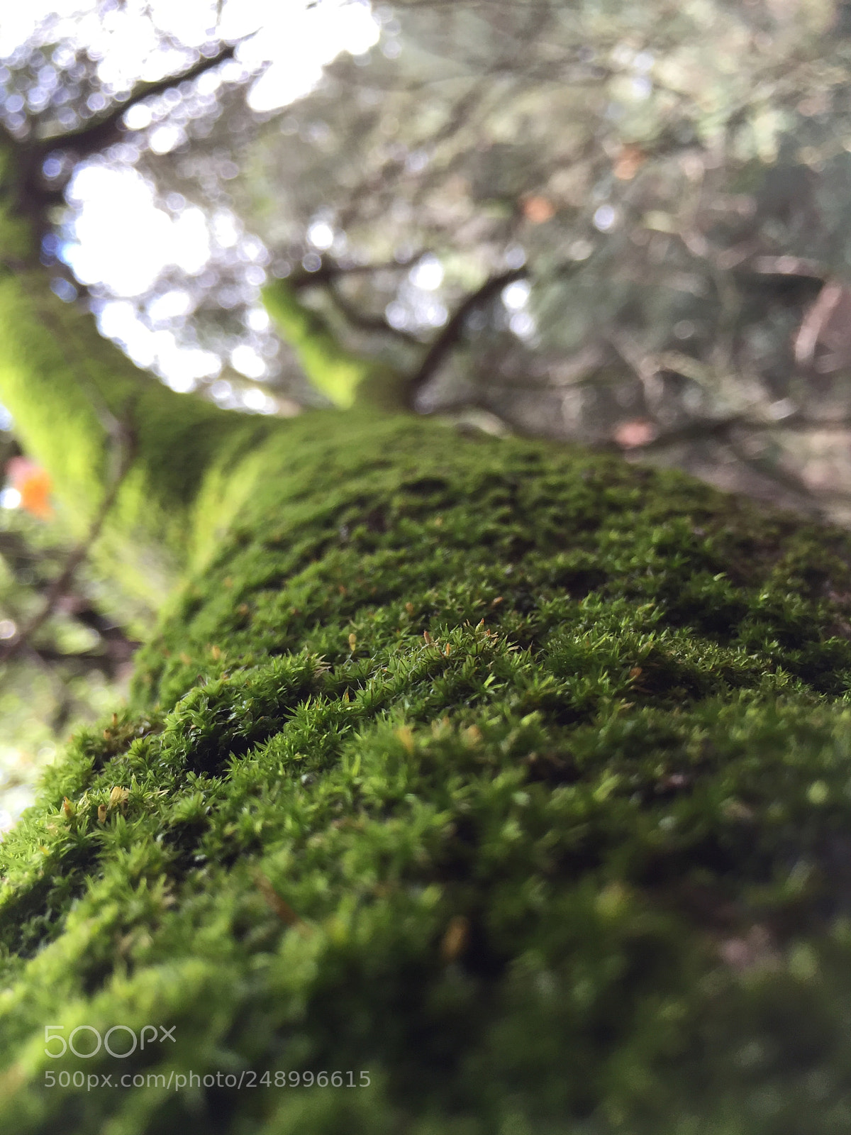 Apple iPhone 6 sample photo. Took this while on photography