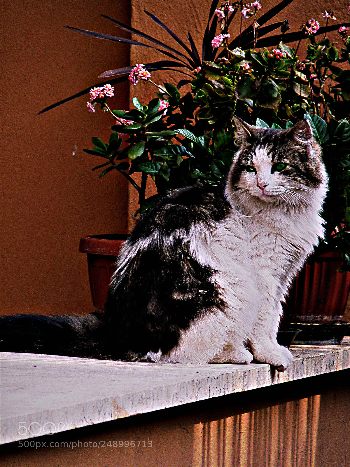 Panasonic Lumix DMC-FZ28 sample photo. Gatto photography