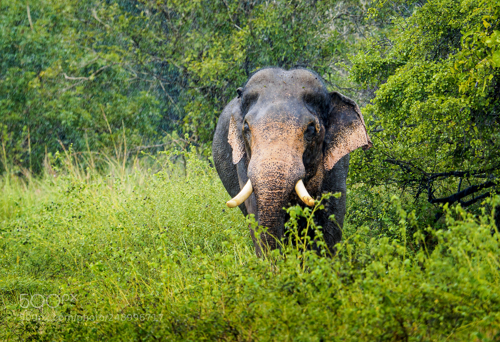 Olympus OM-D E-M1 sample photo. Tusker in the bushes photography
