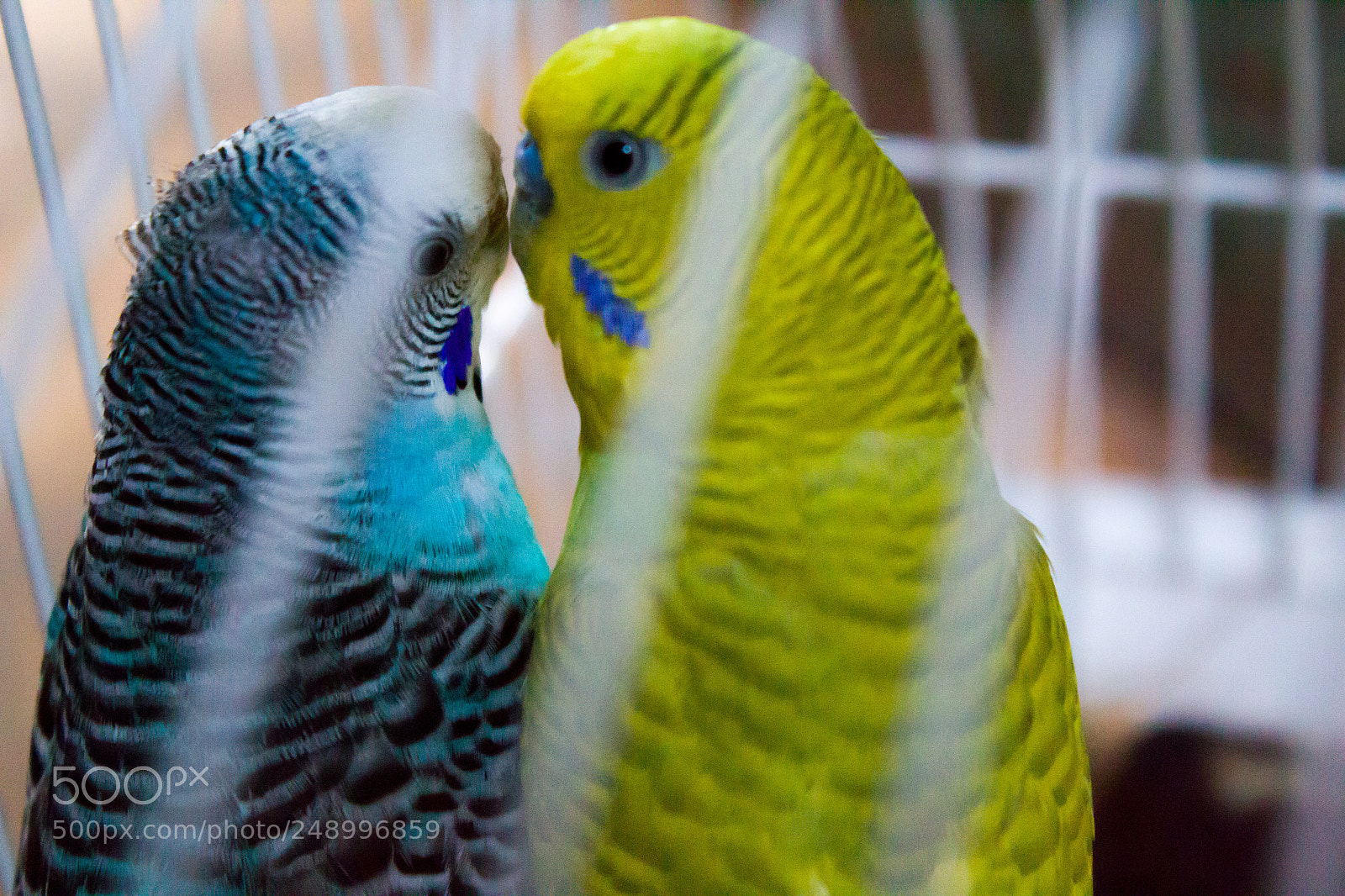 Canon EOS 1300D (EOS Rebel T6 / EOS Kiss X80) sample photo. Love birds ... photography