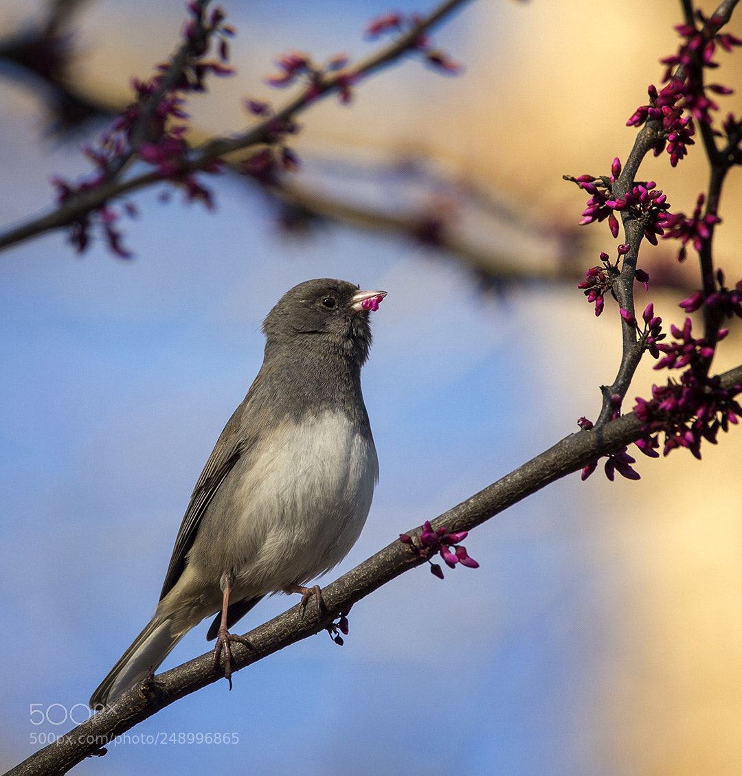 Canon EOS-1D X sample photo. Signs of spring photography