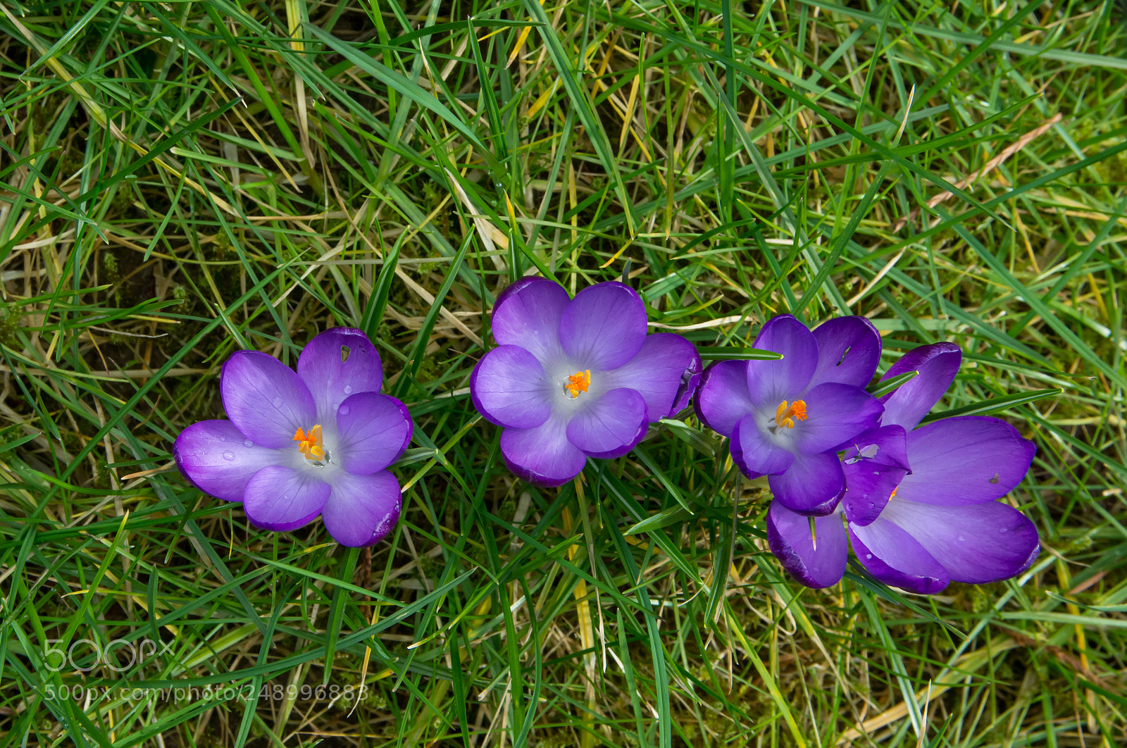 Nikon D5200 sample photo. Raindrops on petals. photography