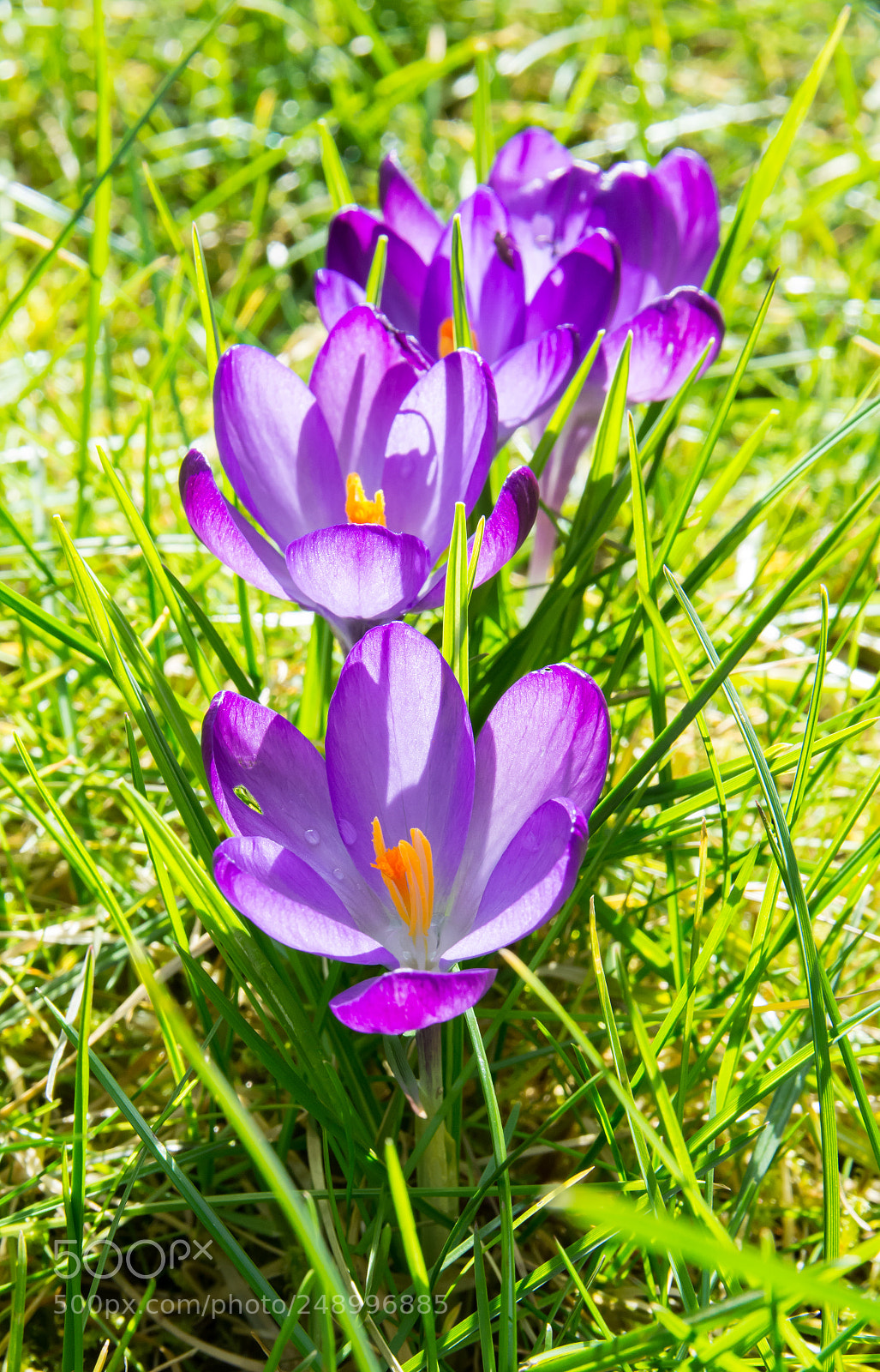 Nikon D5200 sample photo. Enjoying the sunlight. photography