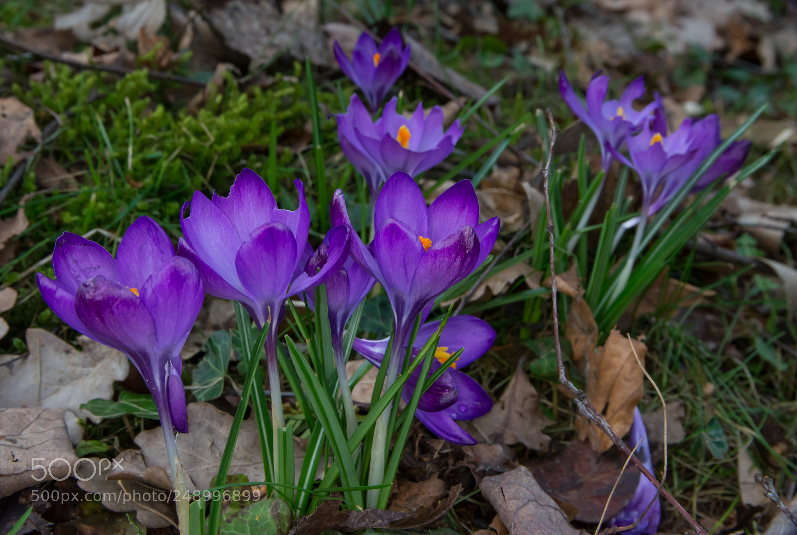 Nikon D5200 sample photo. Crocus painting. photography