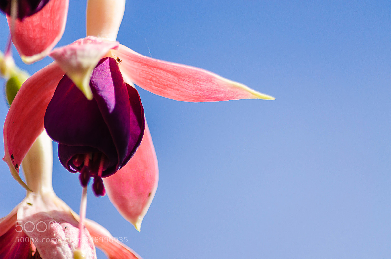 Nikon D5100 sample photo. Ballerina flowers photography