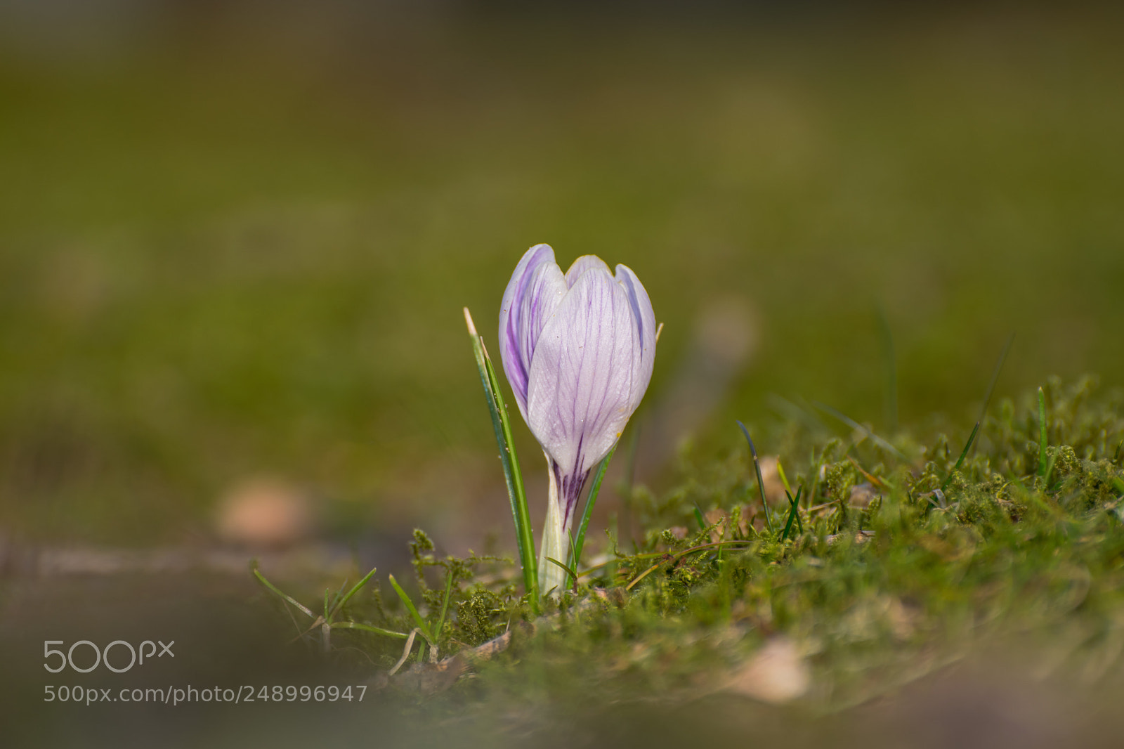 Nikon D3300 sample photo. A lonly crocus flower photography