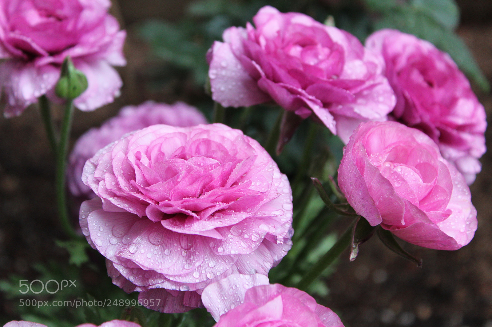 Canon EOS 1300D (EOS Rebel T6 / EOS Kiss X80) sample photo. Flowers in rain photography