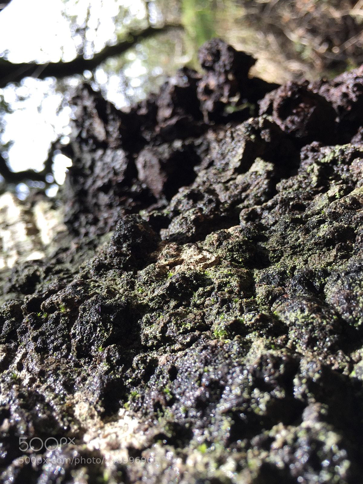 Apple iPhone 6 sample photo. Untitled photography