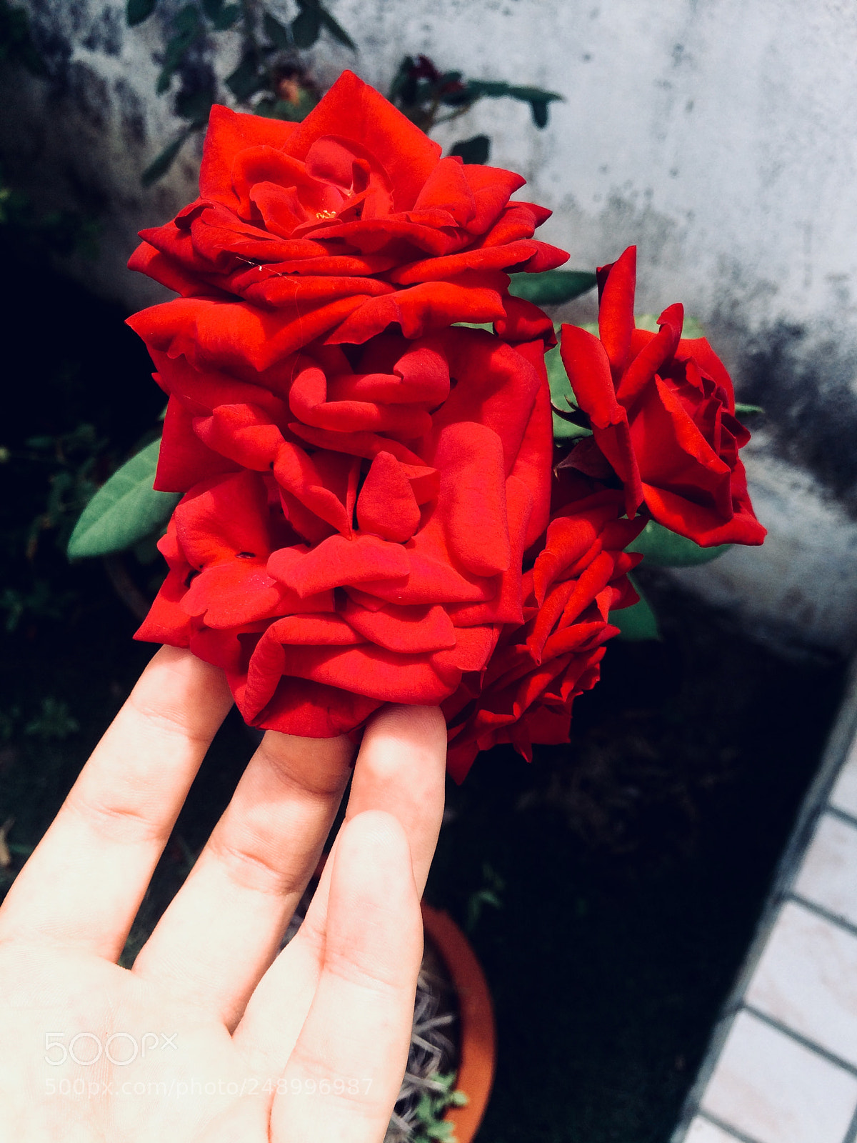 Apple iPhone 5s sample photo. Untitled photography