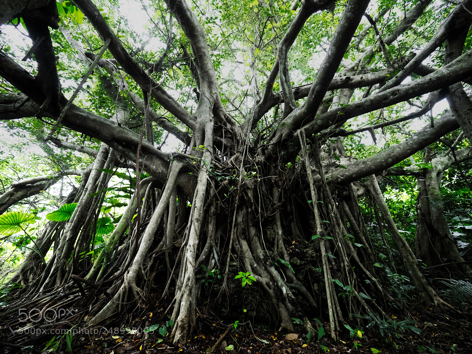 Olympus OM-D E-M1 Mark II sample photo. Nature in okinawa photography