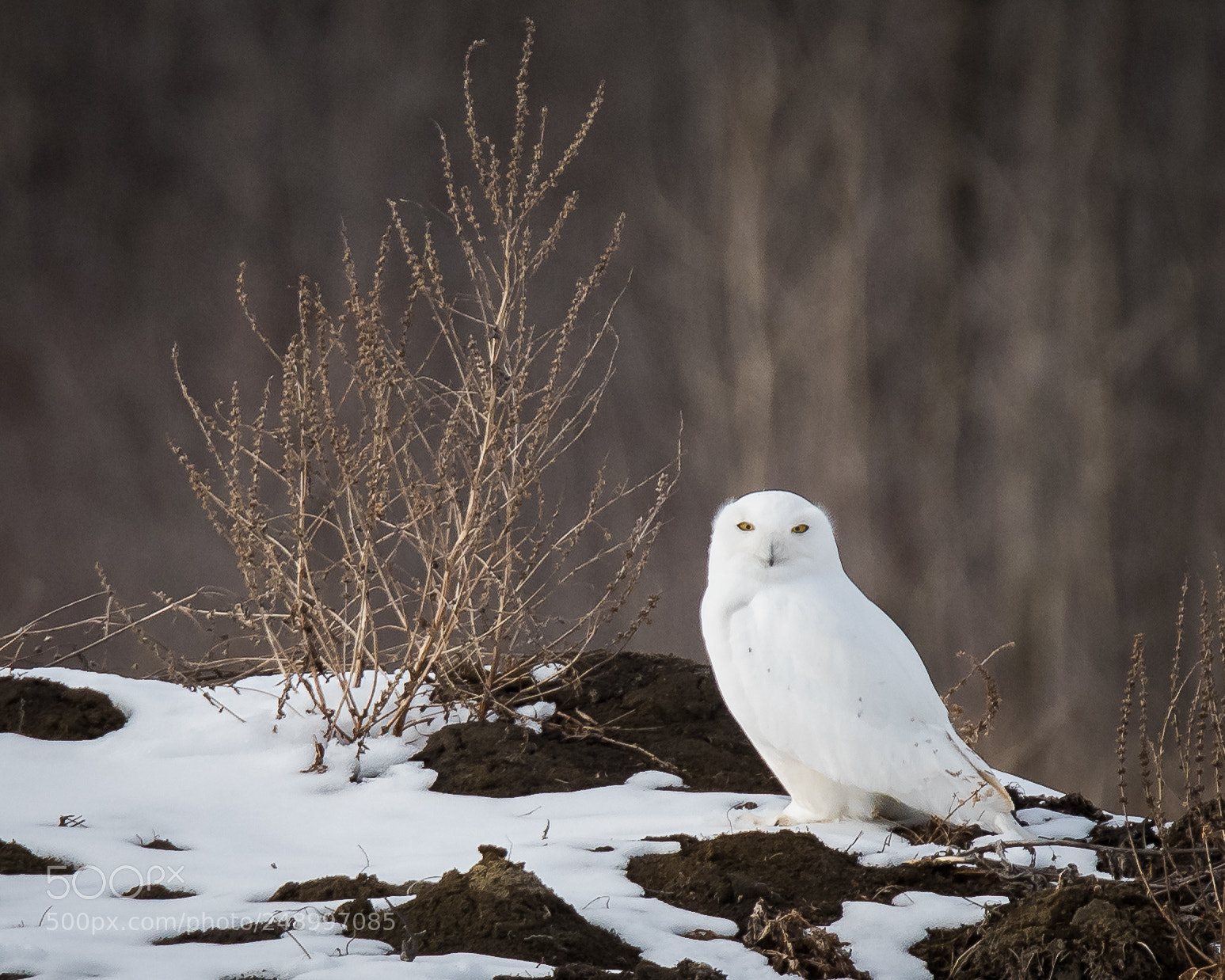 Nikon D810 sample photo. Standing out photography