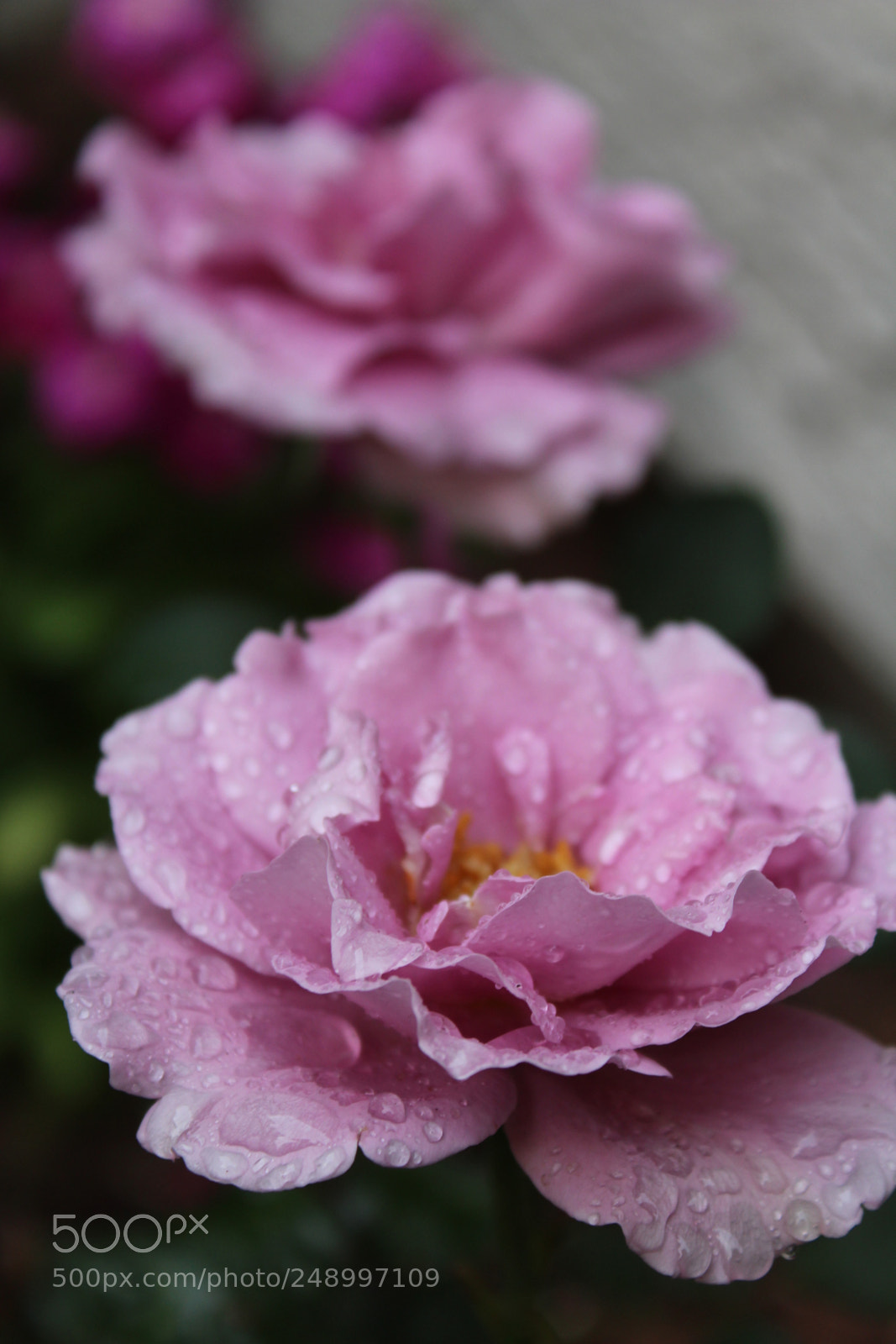 Canon EOS 1300D (EOS Rebel T6 / EOS Kiss X80) sample photo. Rose in rain photography