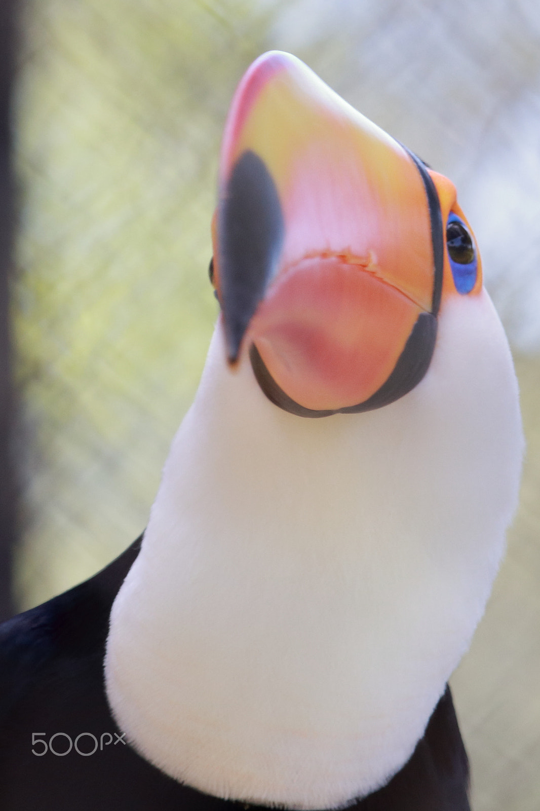 Canon EF-S 55-250mm F4-5.6 IS STM sample photo. Toucan photography
