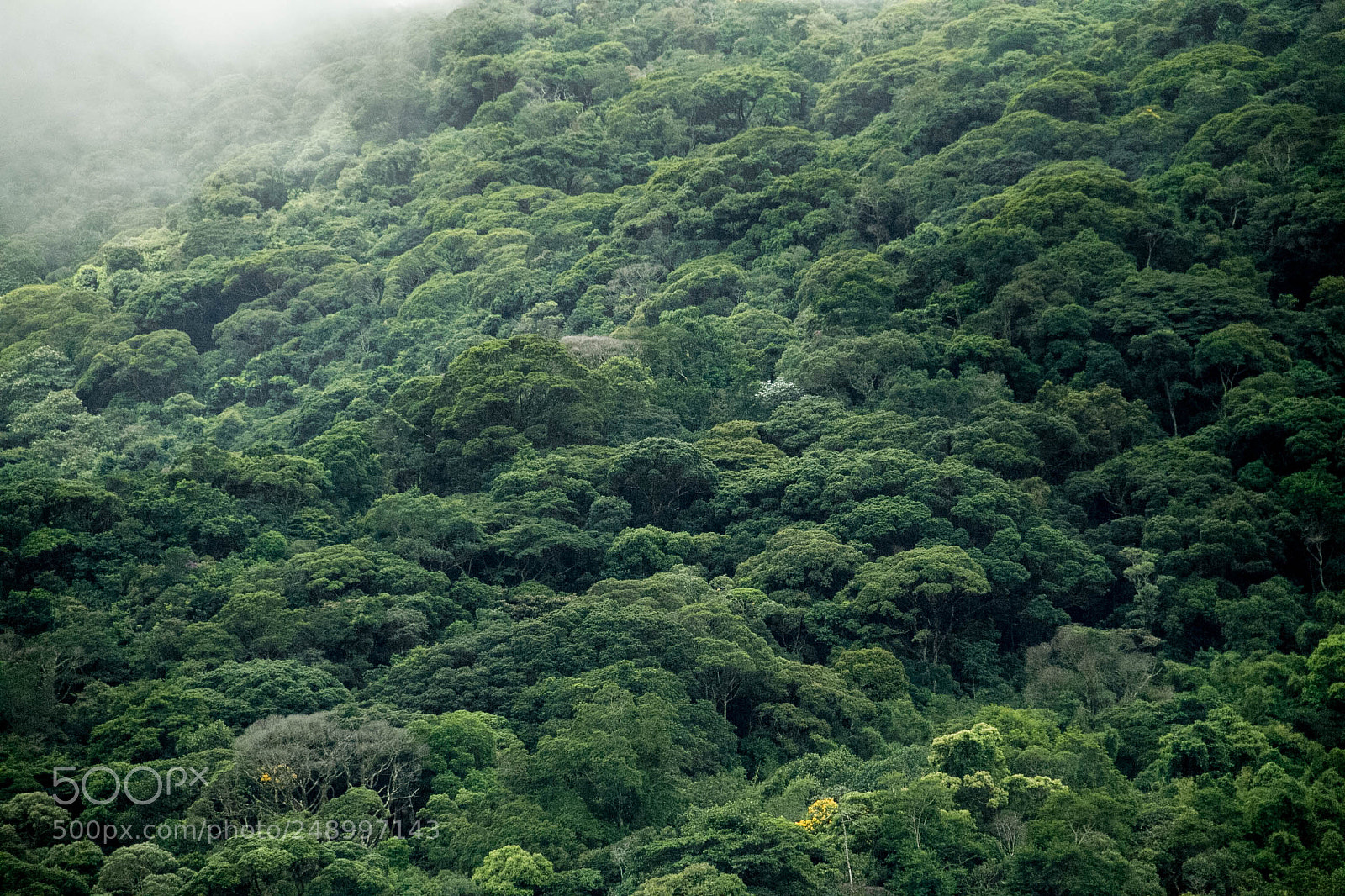 Canon EOS 7D sample photo. Floresta urbana photography