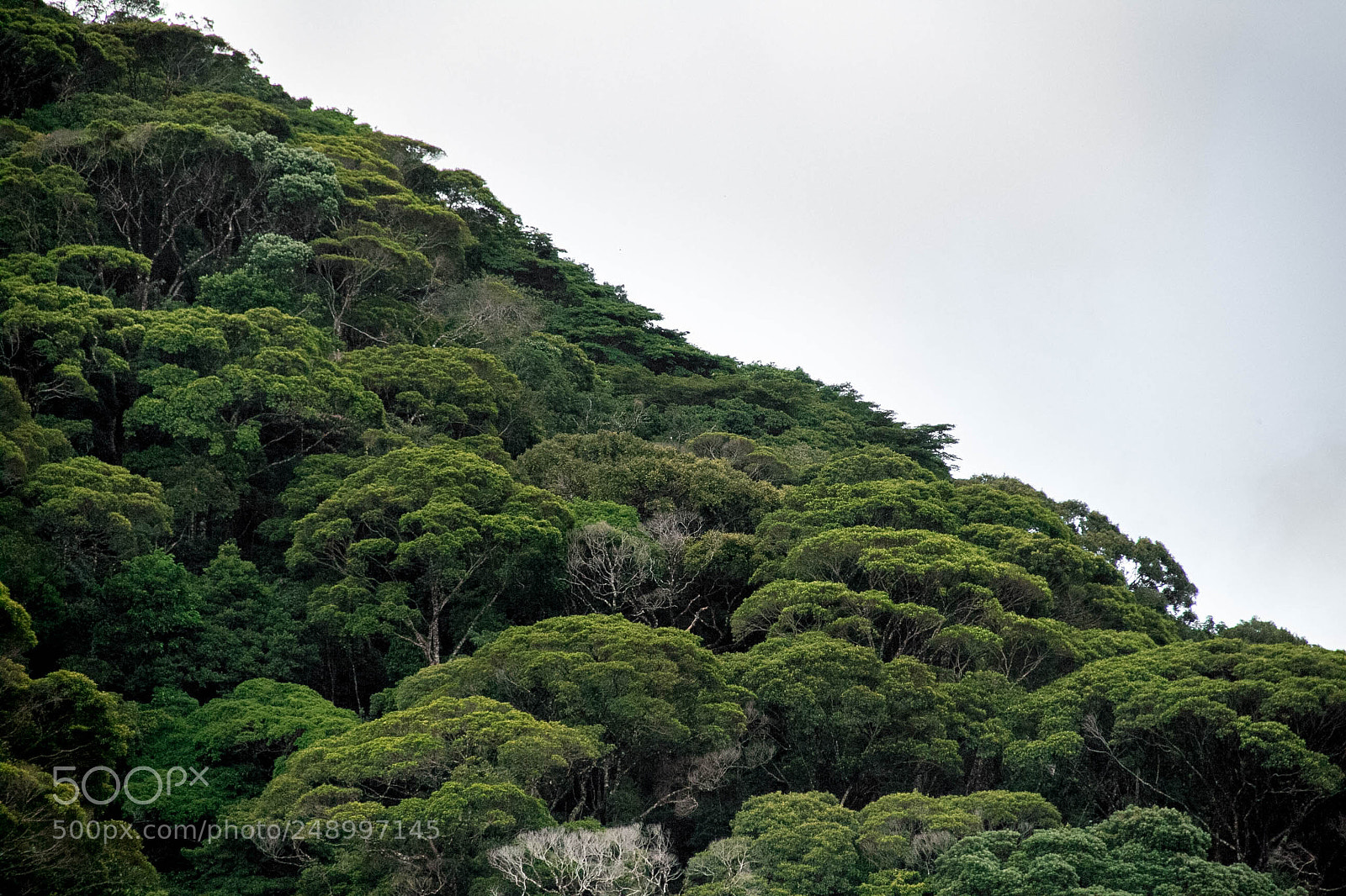Canon EOS 7D sample photo. Floresta urbana photography