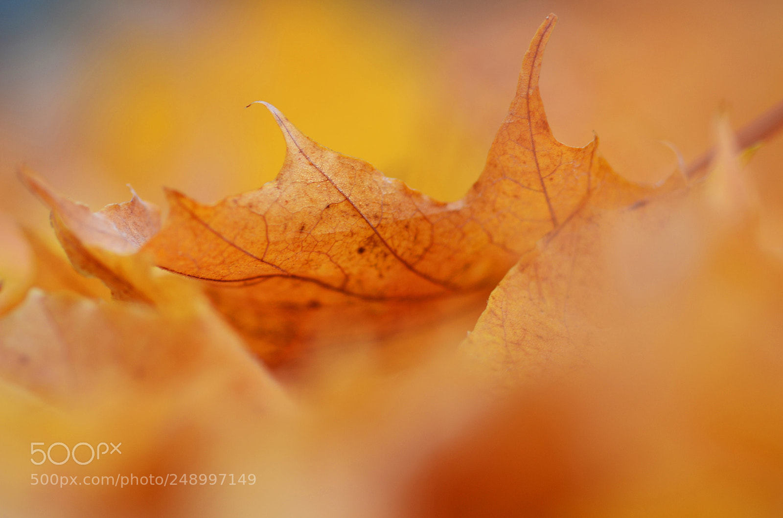 Nikon D7000 sample photo. Colour of autumn photography