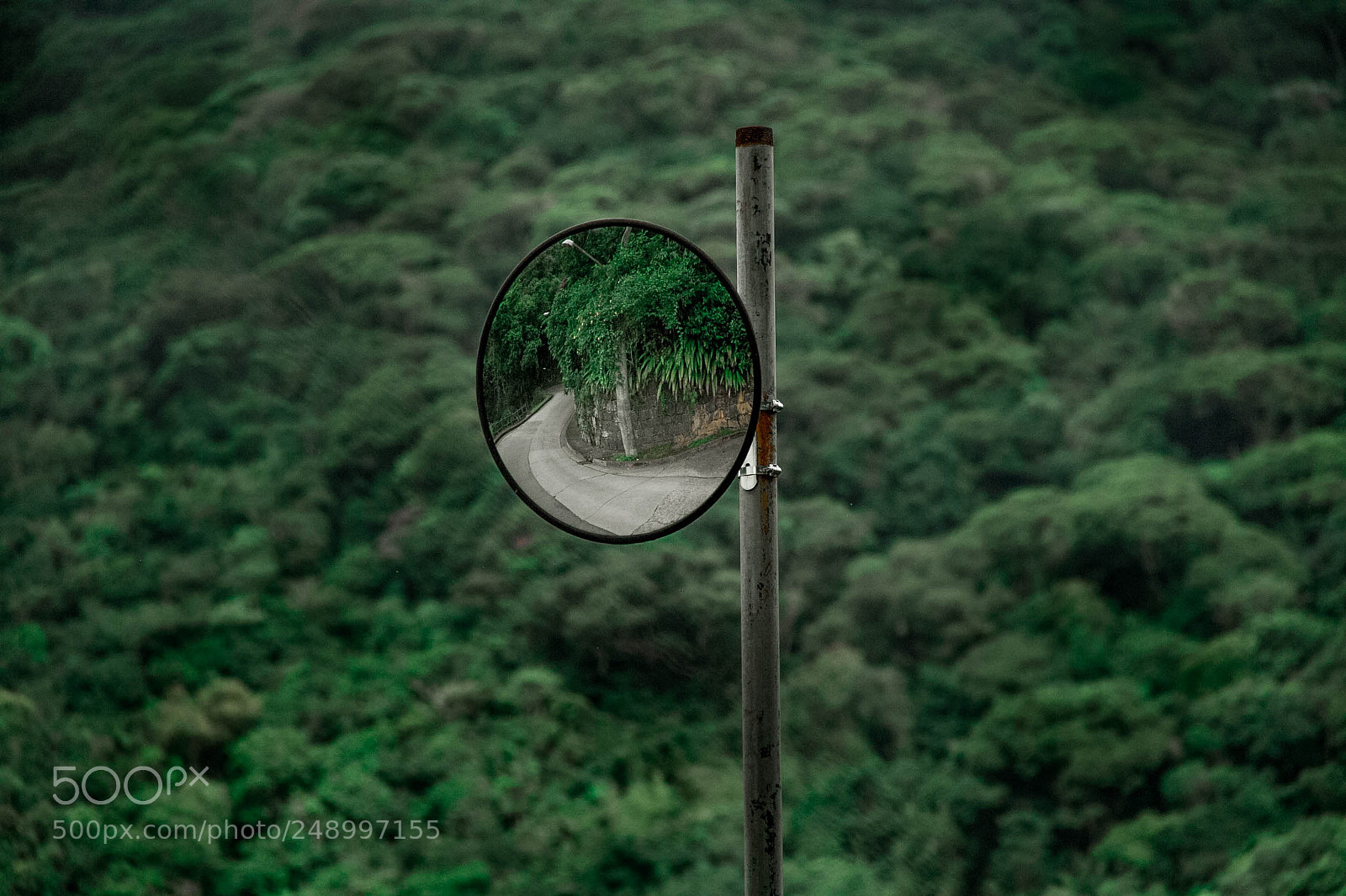 Canon EOS 7D sample photo. Floresta urbana photography