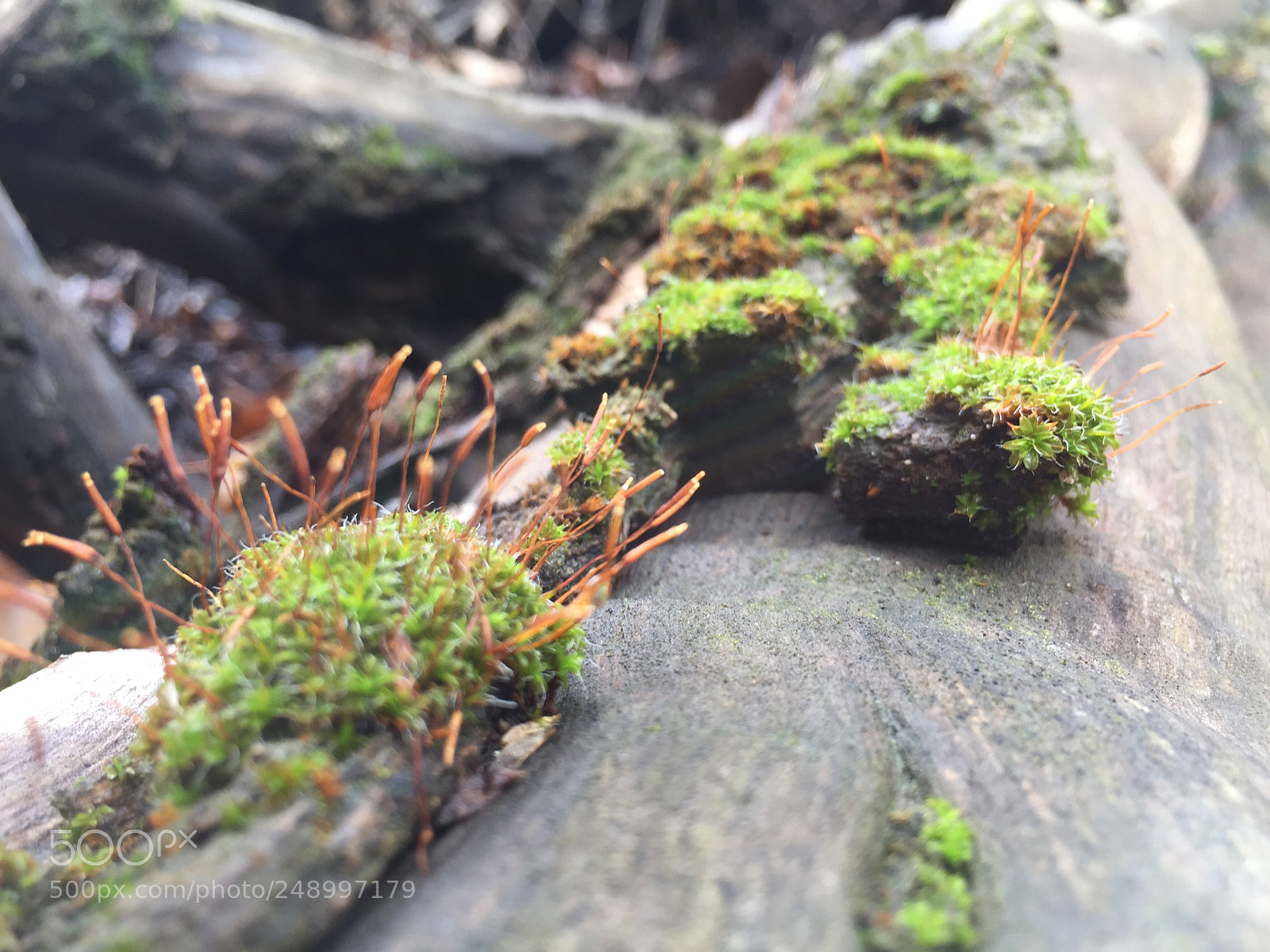 Apple iPhone 6 sample photo. Untitled photography