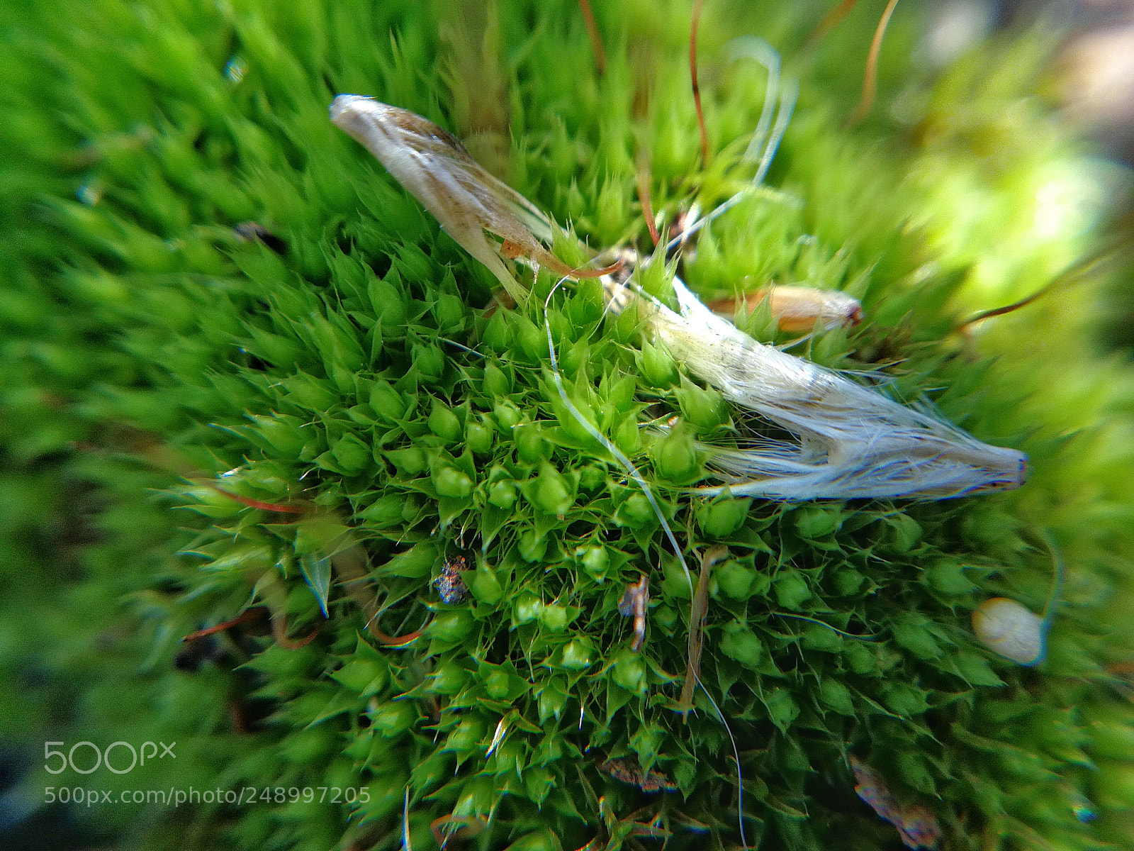 HUAWEI P10 sample photo. Verdant green bryophyta photography