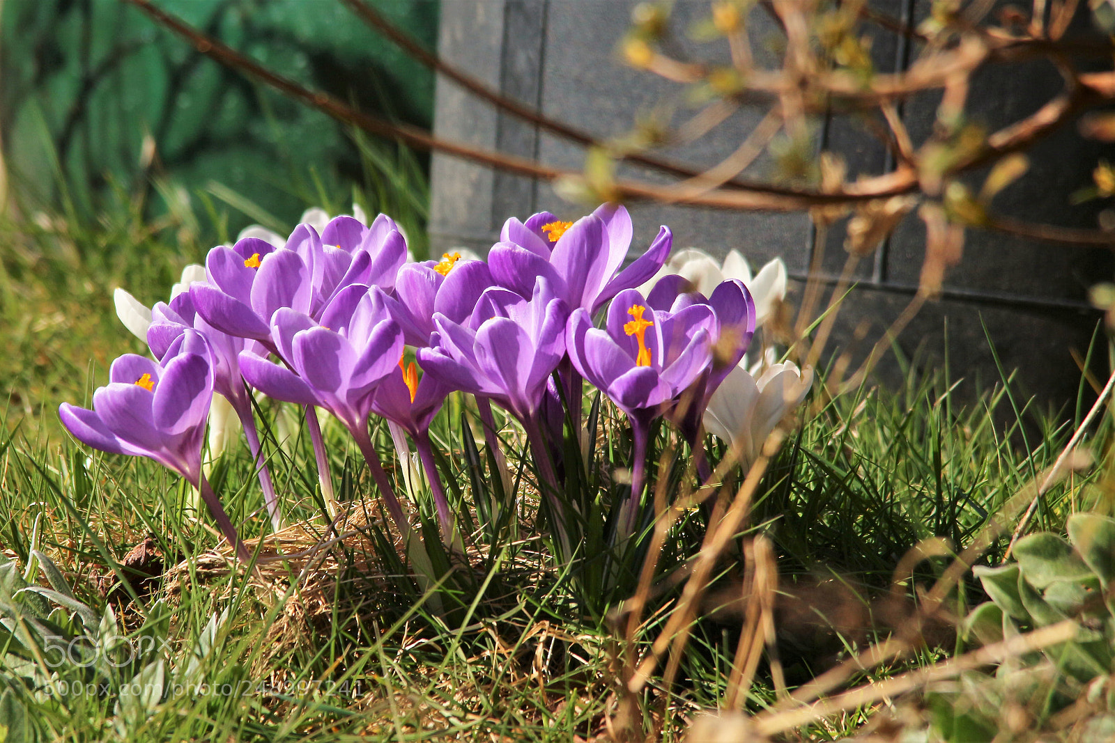 Canon EOS 700D (EOS Rebel T5i / EOS Kiss X7i) sample photo. Pre-spring bloomers photography