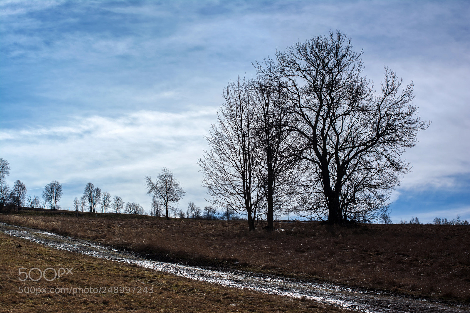 Nikon D5200 sample photo. The silence of trees photography